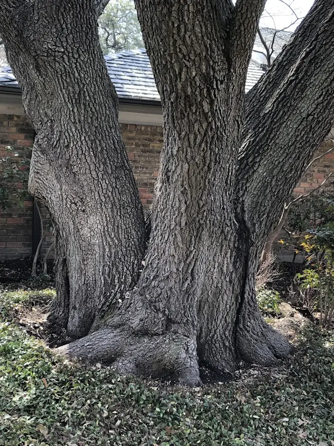 Mature heritage tree close to a Riddlesburg property cared for by certified arborists